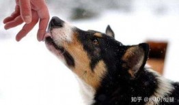 吃瓜群众舔狗视频大全下载,吃瓜群众热议的趣味盘点