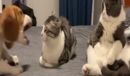 吃瓜群众宠物视频大全