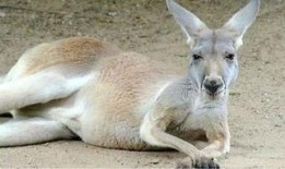 吃瓜群众微笑袋鼠不看,揭秘“吃瓜群众微笑袋鼠不看”背后的故事