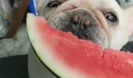 女子吃瓜群众聊天视频大全,揭秘娱乐圈幕后故事