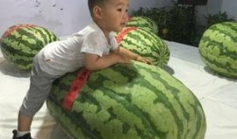 莱芜吃瓜群众事件最新,一场网络舆论的风暴与反思