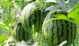 农村西瓜地里吃瓜群众,农村西瓜地里吃瓜群众的欢乐时光