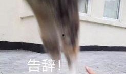 吃瓜群众成主角图片,揭秘网络时代的围观力量