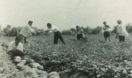 北张村吃瓜群众事件始末