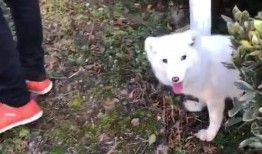 萨摩耶吃瓜群众,揭秘狗狗界的“八卦达人”