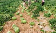 吃瓜群众新疆,吃瓜群众的视角解读这片神秘土地