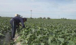 峡谷吃瓜群众教程视频,轻松掌握游戏内资讯获取技巧