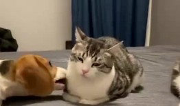 吃瓜群众到位什么意思啊,揭秘网络热议背后的围观心理