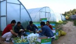 项城吃瓜群众,吃瓜群众的热议焦点