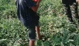 吃瓜群众的村民,吃瓜群众视角下的乡村生活变迁