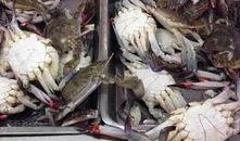 吃瓜群众的海鲜,吃瓜群众眼中的海洋美味大揭秘