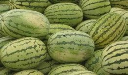 信阳吃瓜群众视频,一幕幕生活百态尽收眼底