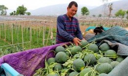 桃树村吃瓜群众视频,揭秘乡村生活趣味瞬间