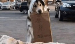 吃瓜群众围观狗狗视频,吃瓜群众笑翻天