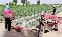 农村西瓜地里吃瓜群众,农村西瓜地里吃瓜群众的欢乐时光