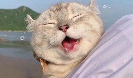 吃瓜群众猫咪萌宠视频,吃瓜群众眼中的猫咪美食盛宴