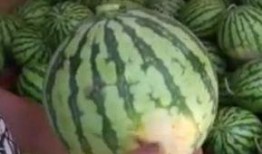 吃货群众找瓜吃,吃货群众找瓜吃的美食之旅