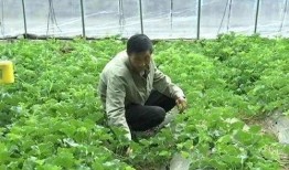 吃瓜群众六个月,娱乐圈风云变幻录