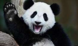 熊猫吃瓜群众现场,揭秘网红现象背后的社会现象