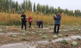 吃瓜群众岱岱 十二弹,揭秘娱乐圈幕后风云
