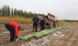 黄岭镇吃瓜群众,吃瓜群众热议，揭秘当地生活百态