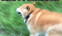 本人是个吃瓜群众的人,见证时代变迁的旁观者视角