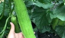 吃瓜群众简单大方,吃瓜群众眼中的简单大方生活