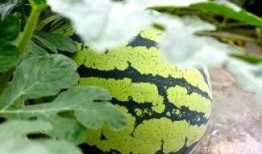 吃西瓜的看瓜群众,看瓜群众共享西瓜盛宴