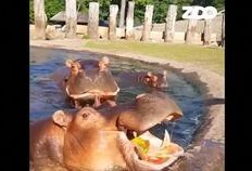 毫无感情的吃瓜群众,吃瓜群众视角下的娱乐圈风云录