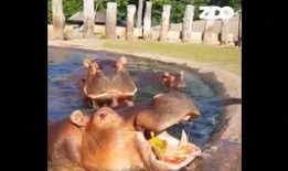 毫无感情的吃瓜群众,吃瓜群众视角下的娱乐圈风云录