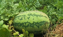 峡谷吃瓜群众教程视频,轻松掌握游戏内资讯获取技巧