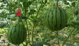 武汉最红的吃瓜群众视频,揭秘城市生活百态