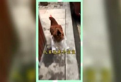 娱乐吃瓜群众酱,揭秘娱乐圈幕后故事