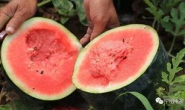 吃瓜群众炎安,吃瓜群众的独特视角与趣味解读