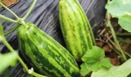 吃瓜群众自爆是什么意思,网络热词背后的真相与影响