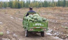 亳州吃瓜群众禁忌事件最新,揭秘那些不可不知的社交雷区