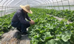 吃瓜群众童年的记忆,那些年我们一起“吃瓜”的记忆