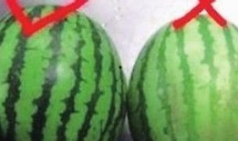 吃瓜群众小饰品是真的吗,真假难辨，真相大白！