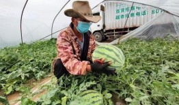 吃瓜群众享口福是真的吗