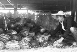 井陉吃瓜群众事件始末,一场网络舆论的风波与反思