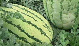 胡瓜玫瑰吃瓜群众