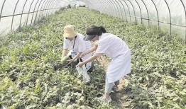 武汉最红的吃瓜群众视频,揭秘城市生活百态