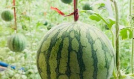 吃瓜群众捷克,吃瓜群众眼中的欧洲明珠