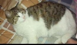 吃瓜群众猫咪萌宠视频,吃瓜群众眼中的猫咪美食盛宴