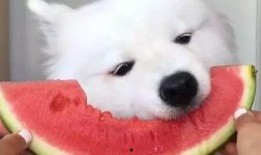 萨摩耶吃瓜群众,揭秘狗狗界的“八卦达人”