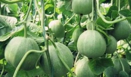 吃瓜群众小甜瓜150,揭秘吃瓜群众的甜蜜生活