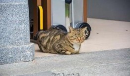 吃瓜群众眼神犀利,洞察娱乐圈风云变幻