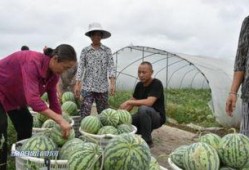 丰收的喜悦吃瓜群众,吃瓜群众共享丰收盛宴