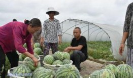 丰收的喜悦吃瓜群众,吃瓜群众共享丰收盛宴