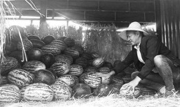 临漳吃瓜群众事件视频,一场网络舆论的风暴与反思